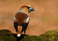 Appelvink in herfstkleur gehuld.
