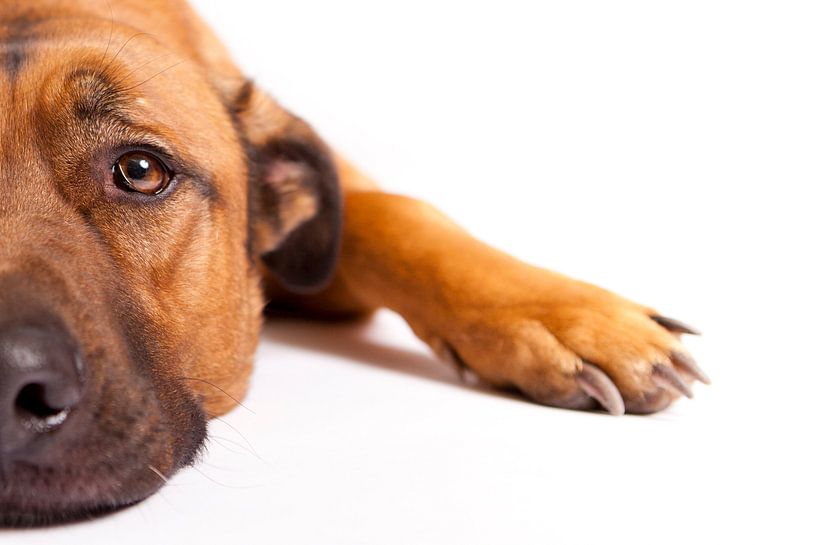 Rustende hond von Wim Demortier