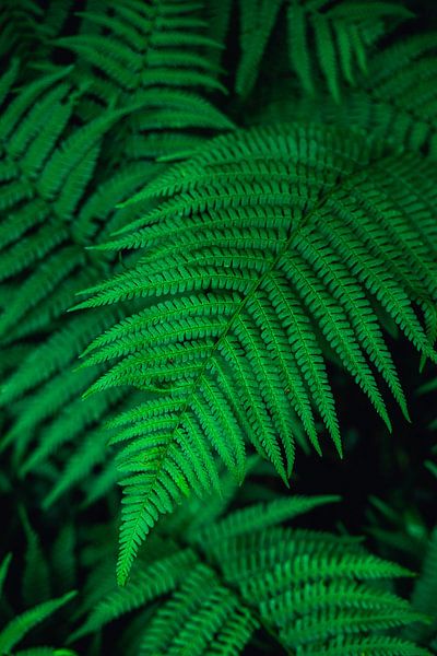 Blätter von Delano Balten