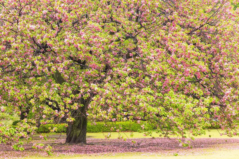 Jardin national de Shinjuku Gyoen (Japon) par Marcel Kerdijk