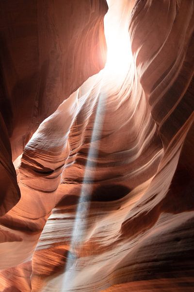 Carpe Diem - Picking the Day by Patrick Ouwerkerk