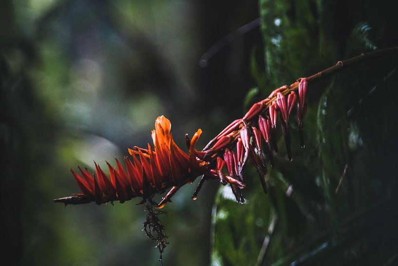 Forêt de nuages de Monteverde – La magie brumeuse du Costa Rica par Rick Massar