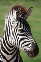 Zebra close up