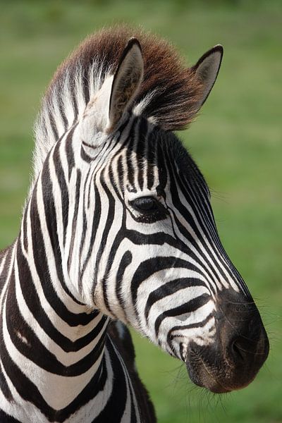 Zebra Nahaufnahme von Marianne van den Bogaerdt