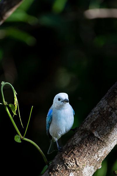 Blue-grey tanager - Touch of tropical blue in Costa Rica by Rick Massar