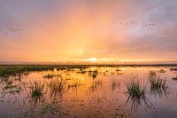 The inland hayfields