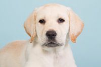 Portrait of a blond labrador pup - Baby Blue