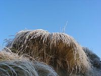 Frozen dune grass