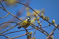 Blue Tit