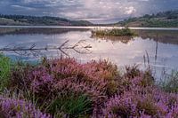 La bruyère au coucher du soleil