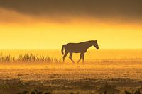 Pferd im Nebel bei Sonnenaufgang