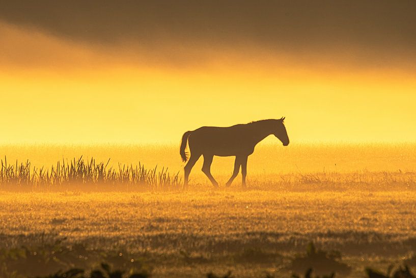 Pferd im Nebel bei Sonnenaufgang von Alex van den Akker