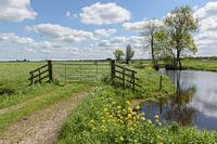 Polderansicht im Alblasserwaard