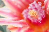 Nahaufnahme einer rosa Blüte auf einer Kaktuspflanze