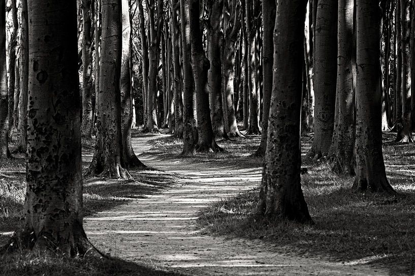 Forest by Frank Herrmann