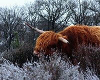 A Highland Cow in the moorland.