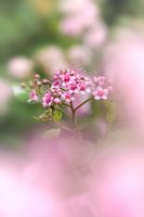 pink bokeh