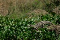 Gardiens de l'eau - Crocodiles aux chutes de Murchison