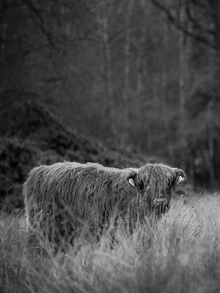 Scottish Highlander by Bianca  Hinnen