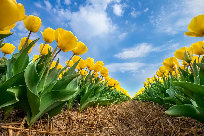 Gelbe Tulpen mit blauem Himmel von robertjan boonstra