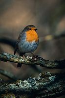 Rotkehlchen auf einem Ast sitzend