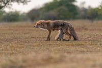 Mère renard qui allaite