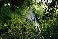 Schwäne in der Morgensonne