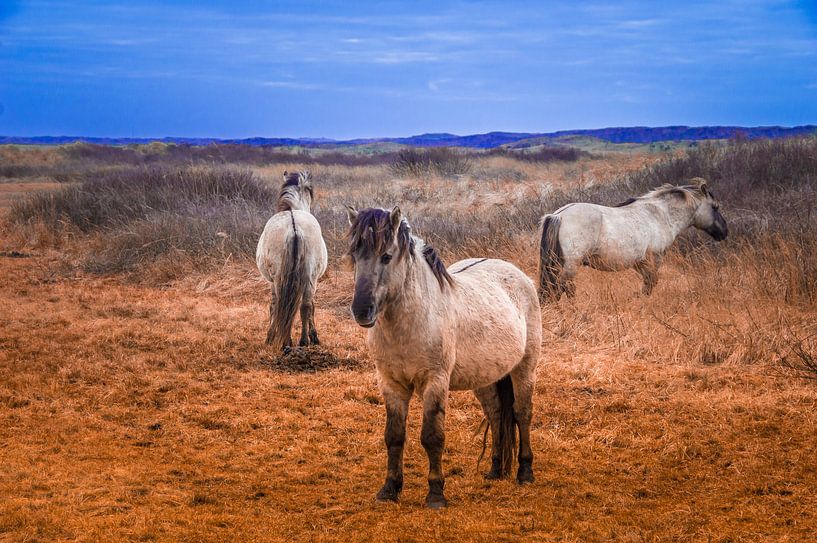Royal horses Texel by Brigitte Blaauw