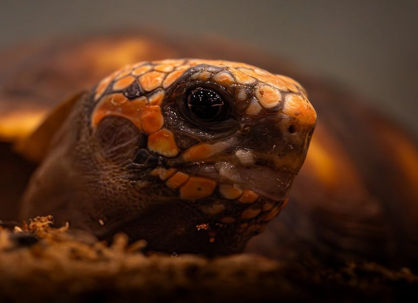 Feuerschildkröte Nahaufnahme - Detailliertes Portrait von Alvadela Design & Photography