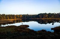 Reflection of the forest
