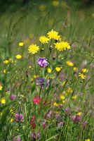yellow flowers with hairpinn