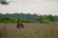 chèvre chevreuil dans son environnement