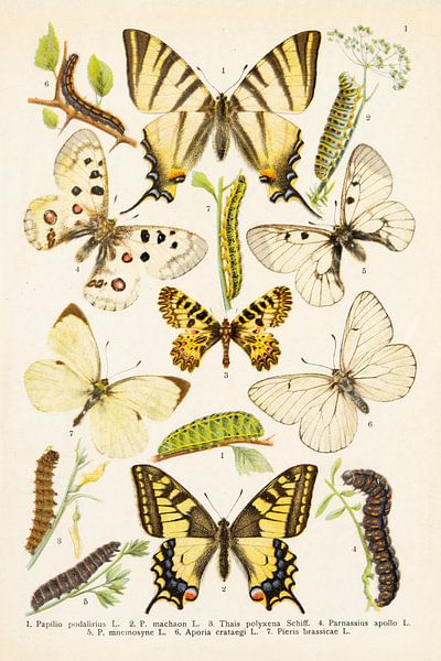 Teller mit 7 Schmetterlingen in weißen und gelben Farbtönen. von Studio Wunderkammer