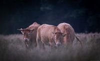Cows Drenthe
