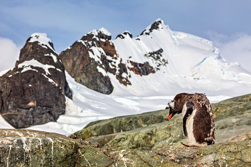Eselspinguine in der Antarktis von Roland Brack