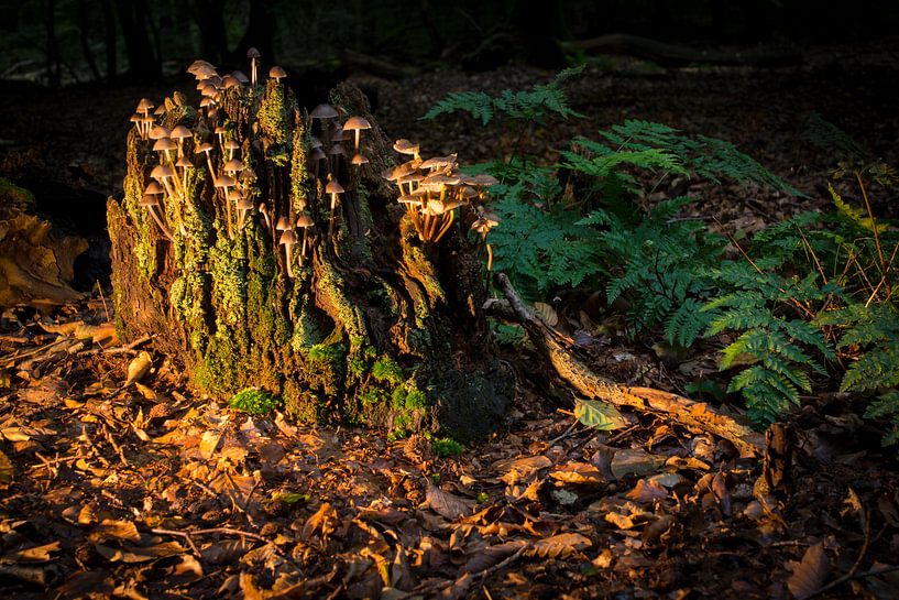 Paddenstoelen, herfst 2015 by Kees van der Rest