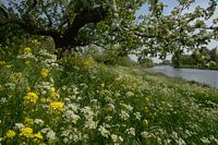 Bloeiend Appeldijkje Betuwe