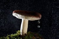 mushroom with 2 drops