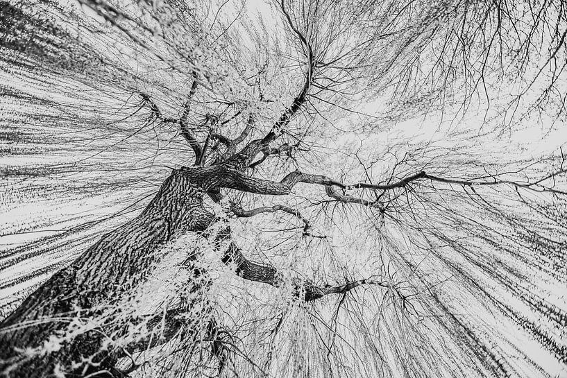 Trauerweide von Elma Mud