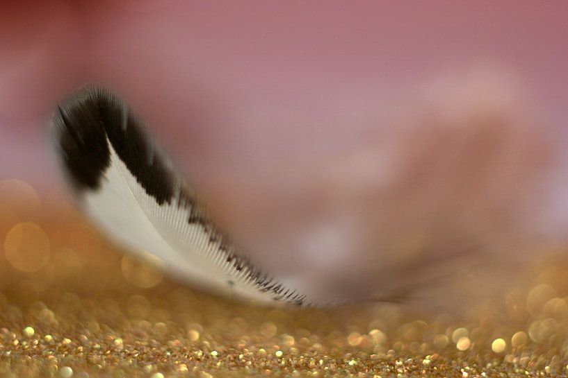 Een veer in het ochtendlicht. by Kvinne Fotografie