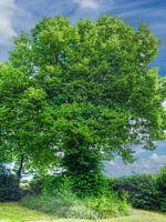 Court lime Götterswickerhamm