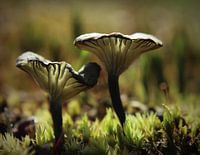 Blauw/Groen Trechtertje.