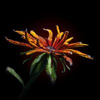 Rudbeckia at the end of its flowering season