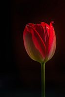 Stilleben einer roten Tulpe