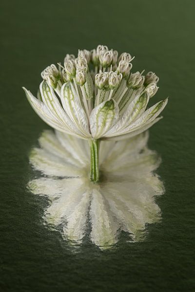 Abstrakte Spiegelung: Seeländischer Knoten mit Spiegelung im Grün von Marjolijn van den Berg