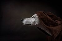 Der Name der Rose (Umberto Ecco)