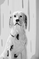 Hond in Zwart en Wit