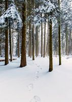Footsteps in the snow, forest in the Netherlands
