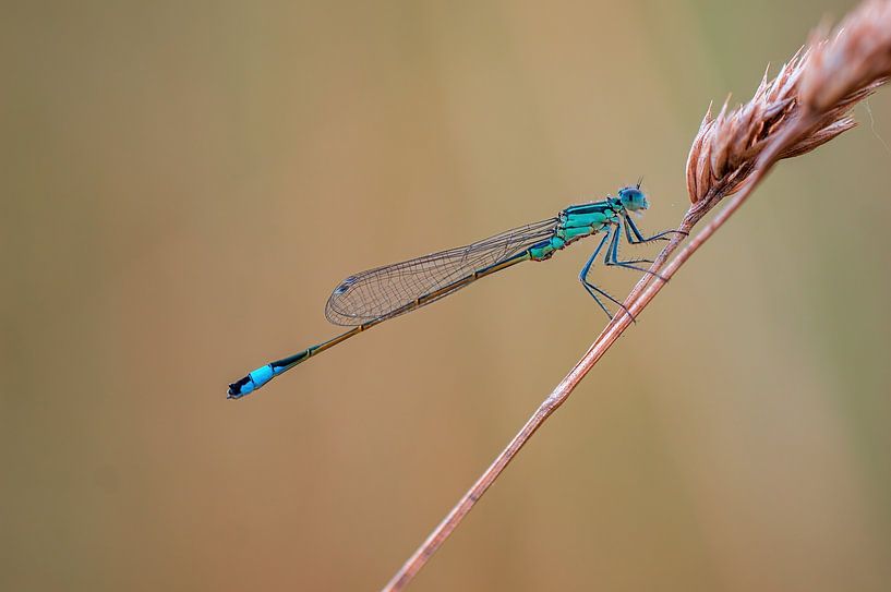 blue damselfly sitting on a blade of grass by Mario Plechaty Photography