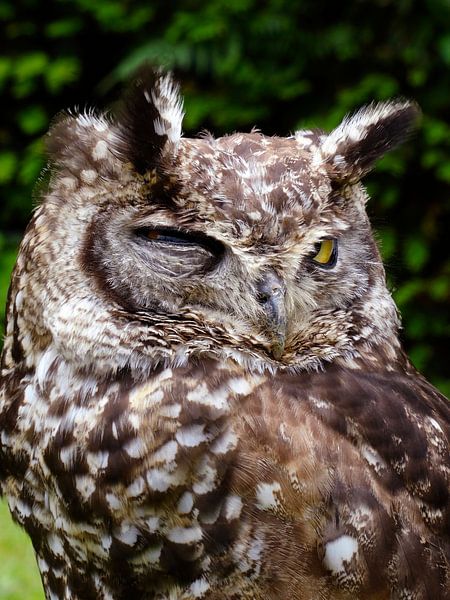 Uil Knipoog by Fayola Henderikse